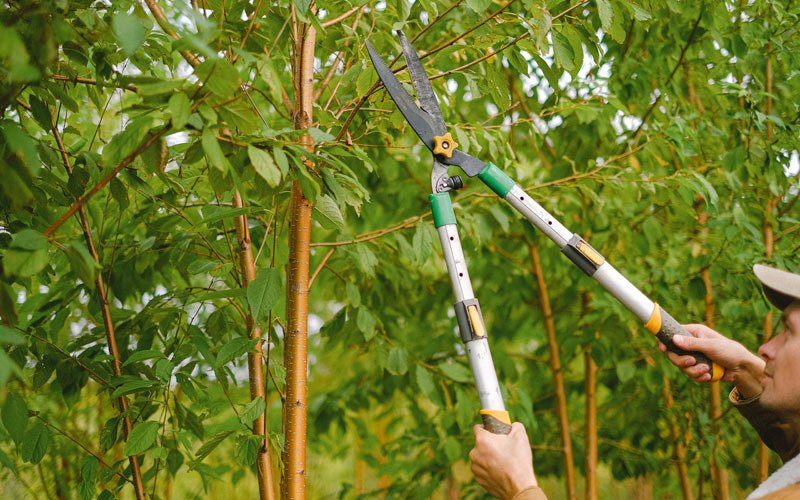 Tree trimming in Anamosa, IA